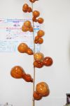 見事な千成りヒョウタン