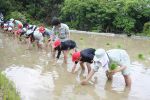taue1