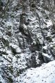投稿―雪の中　静寂に包まれ美しく光る「さがりの滝」